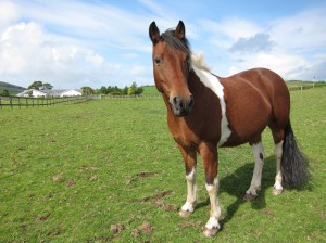 Bobby is a 'great schoolmaster'.