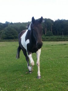 4-year-old, Breeze.