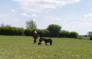 Poppy at an in-hand showing show.