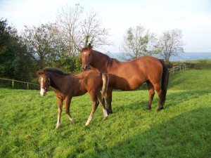 Rosi, with her last foal Zebby.