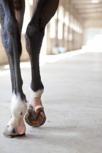 horse in stall