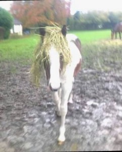 Cookie having a bad hair day.