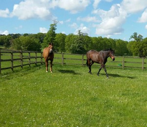 Field Grazing Muzzle