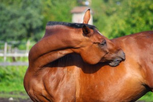 Horse Scratching