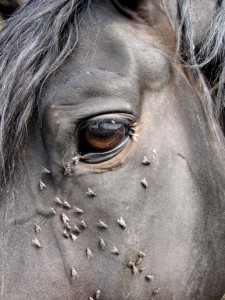 Horse with flies