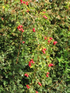 Rosehips 