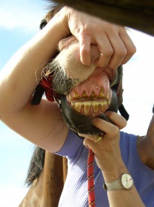 Cribbing teeth