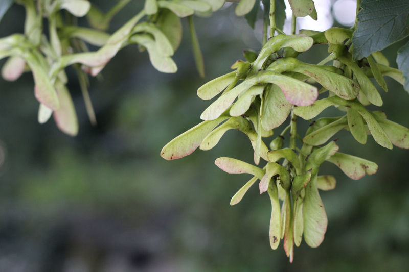 Atypical Myopathy (Sycamore Poisoning): What Is It and How Can I Reduce The Risk