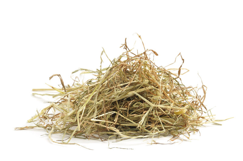 Forage Options for Horses