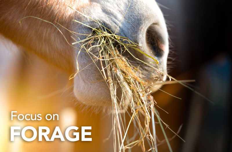 Focus on Forage