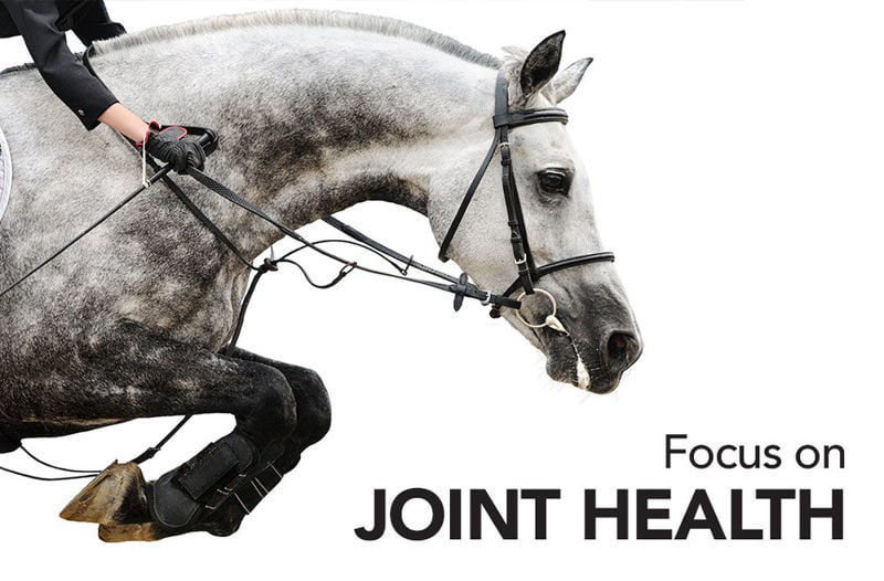 Focus On: Joint Health