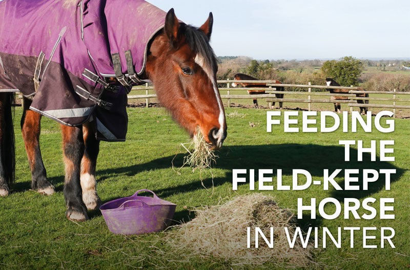 Feeding the field-kept horse in Winter