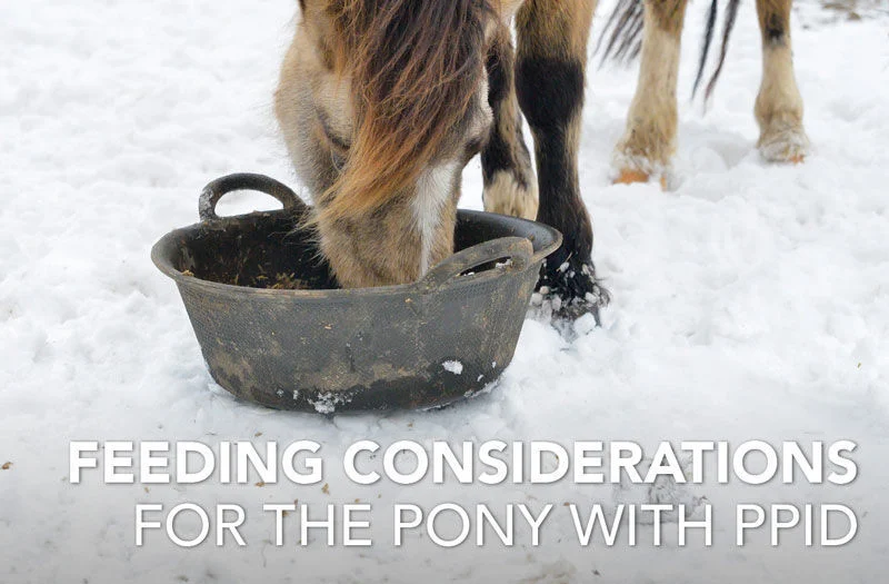 Feeding considerations for the pony with PPID