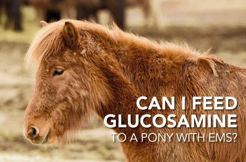 Can I feed Glucosamine to a pony with EMS?