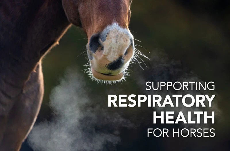 Equine Science Matters™:  Supporting Respiratory Health for Horses