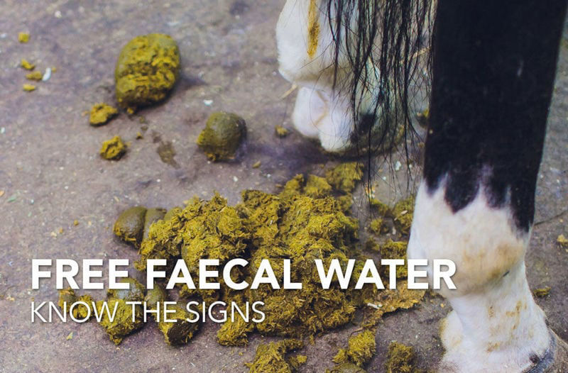Equine Science Matters™: Free Faecal Water