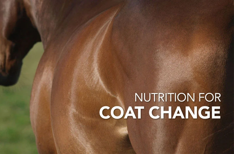 Equine Science Matters™: Nutrition for Coat Change