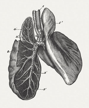 Structure of the horse's lungs