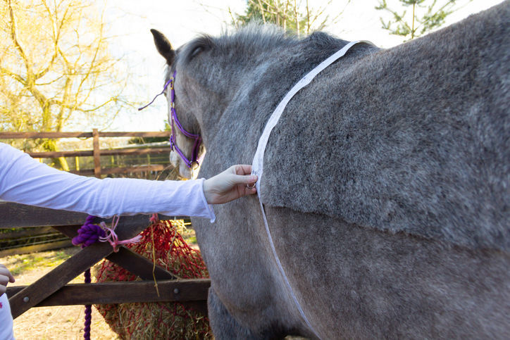 horse with weigh tape around stomach