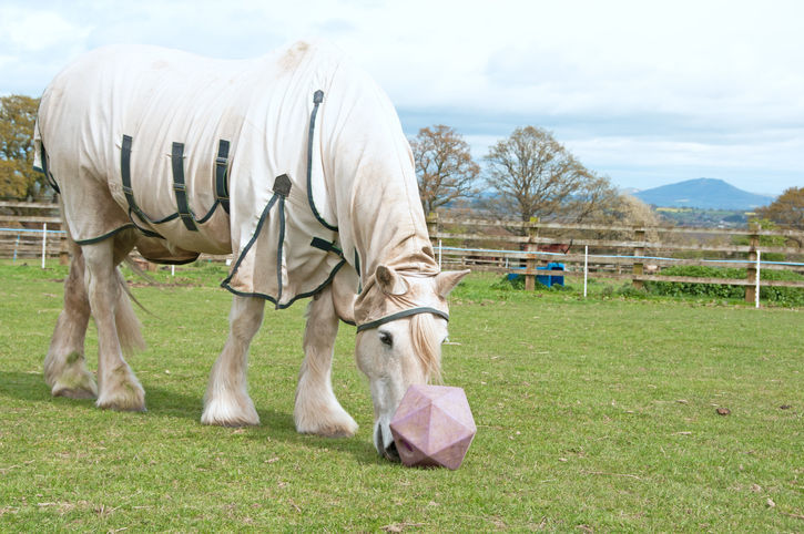 horse in summer with treat ball