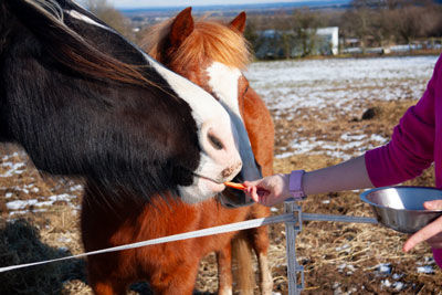 horse being fed carrot